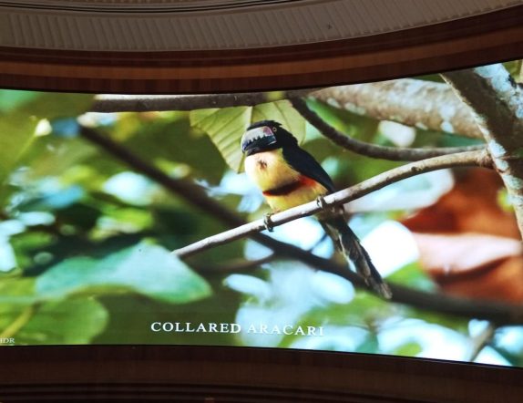 Premier Curved Screen Installation by Xtreme Media Exceeds Client Expectations